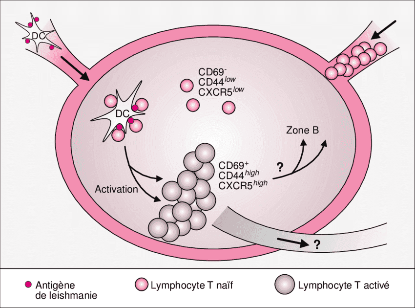 Rôle Des Lymphocytes T4 Dans La Réponse Immunitaires Anti VIH-SIDA ...