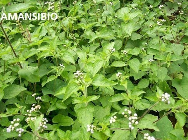 Cette Astuce Permet De Déboucher Les Trompes Grâce Aux Roi Des Herbes ...